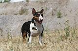 BULL TERRIER 043